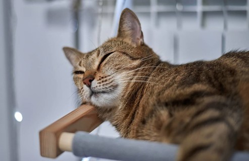 Image of a purebred Bengal cat lying on a hammock attached to a heater. Pet care concept. Mixed