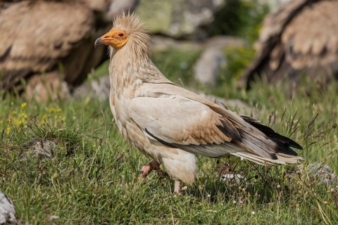 Egyptian Vulture (Neophron percnopterus), Castile-Leon Province, Picos de Europa, Spain, Europe