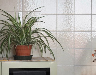 Home interior with houseplant