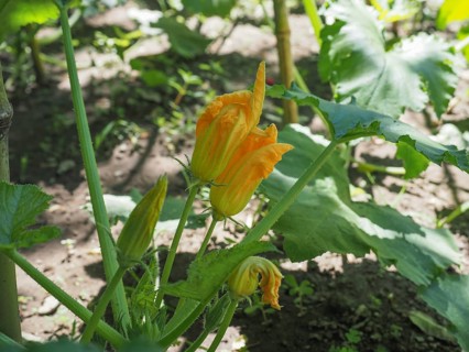 Zucchini aka courgettes plant with yellow flower