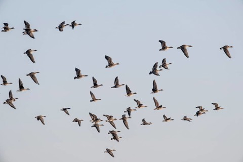 Bean geese (Anser fabalis), flying, Emsland, Lower Saxony, Germany, Europe