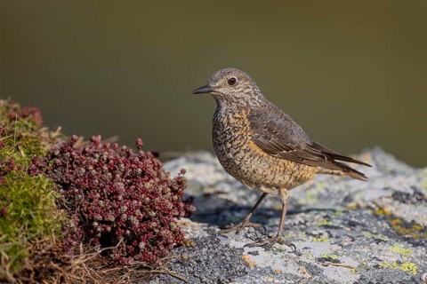 Common rock thrush (Monticola saxatilis), female, Castile-Leon province, Picos de Europa, Spain,