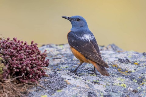 Common rock thrush (Monticola saxatilis), male, Castile-Leon province, Picos de Europa, Spain,