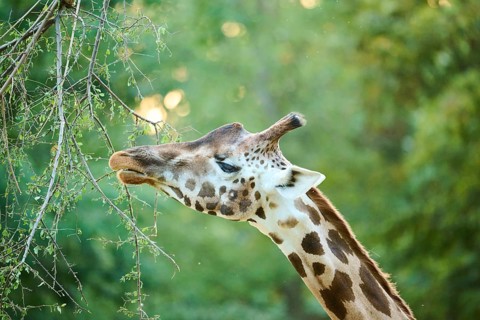 Reticulated giraffe (Giraffa camelopardalis reticulata), portrait, captive, Germany, Europe