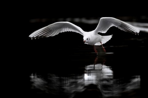 A black-headed gull in flight, Lake Kemnader, Ruhr area, North Rhine-Westphalia, Germany, Europe