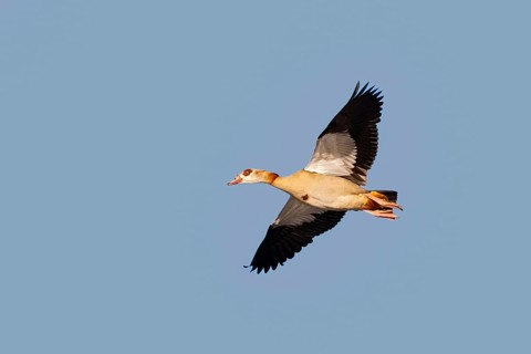 A Nile goose in flight, Lake Kemnader, Ruhr area, North Rhine-Westphalia, Germany, Europe