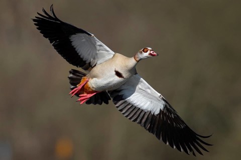 A Nile goose in flight, Lake Kemnader, Ruhr area, North Rhine-Westphalia, Germany, Europe
