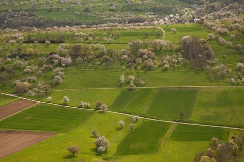 Orchard meadow near Weilheim an der Teck, Swabian Alb. Cherry blossom, apple blossom and pear