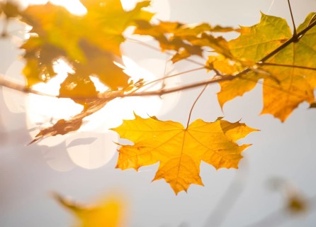 Yellow, golden autumn leaves of Norway maple (Acer platanoides) or Norway maple in front of a