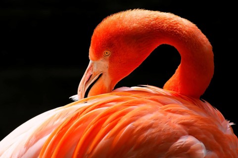 American flamingo (Phoenicopterus ruber), in the zoo, Captive, Germany, Europe