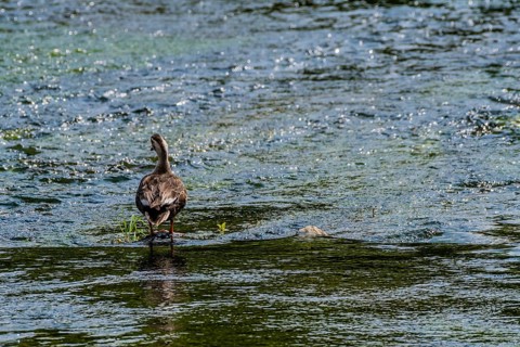Single lone spot-billed duck standing in shallow water in a river
