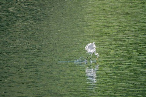 Large white egret looks like it is walking on water as it catches a small fish in its beak