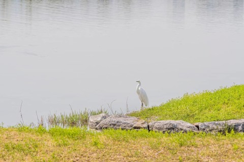 Snowy white egret standing on grassy shore of lake in South Korea