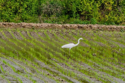 White common egret hunting for food in freshly planted rice paddy