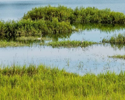 Landscape of a lake with a white egret and a blue heron standing in tall reeds