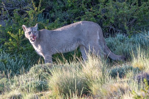Cougar (Cougar concolor), silver lion, mountain lion, cougar, panther, small cat, Torres del Paine