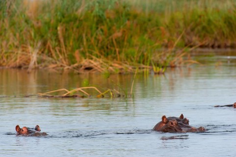 Hippopotamus (Hippopotamus amphibius), Hippopotamus, animal, danger, dangerous, wild, river, river