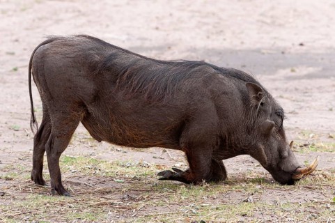 Common warthog (Phacochoerus africanus), mammal, free-living, wild, wild boar, aggressive, danger,