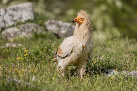 Egyptian Vulture (Neophron percnopterus), Castile-Leon Province, Picos de Europa, Spain, Europe
