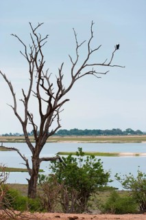 African Fish Eagle (Haliaeetus vocifer), White-tailed Eagle, African Fish Eagle on a tree,