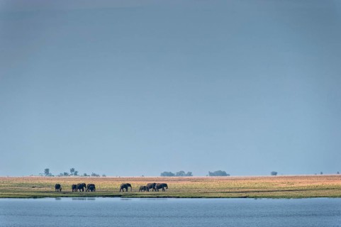 Elephant herd (Loxodonta africana), elephant, landscape, sky, blue sky, wildlife, riverbank,