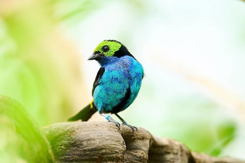 Paradise tanager (Tangara chilensis) sitting on a branch, Bavaria, Germany, Europe