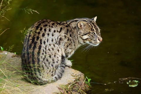 Fishing cat (Prionailurus viverrinus) sitting at water, Germany, Europe