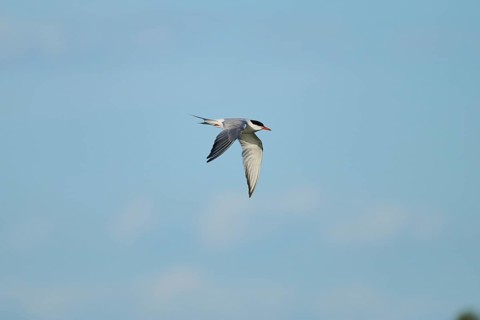 Elegant tern (Thalasseus elegans) flying in the sky, Parc Naturel Regional de Camargue, France,