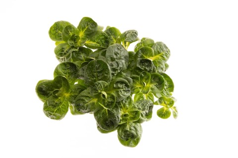 Field salad, studio shots on a white background