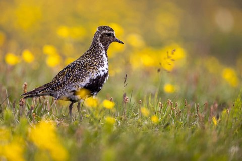 European golden plover (Pluvialis apricaria) surrounded by dandelions, Grimsey Island, Iceland,