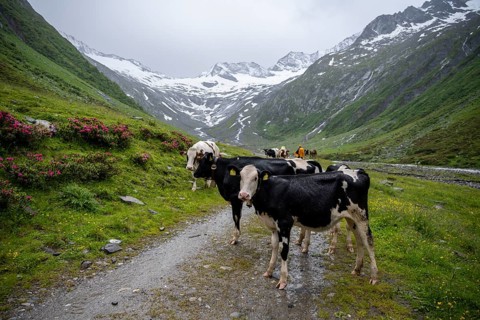 Cows on the alpine meadow, Schlegeisgrund valley, glaciated mountain peaks Hoher Weiszint and