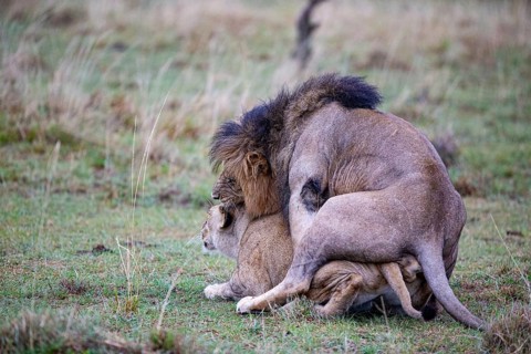 Lion (Panthera leo) Masai Mara Kenya