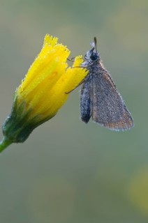 Small skipper (Thymelicus sylvestris), Emsland, Lower Saxony, Germany, Europe