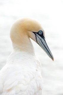 Northern gannet (Morus bassanus) (synonym: Sula bassana) with white plumage, close-up with light