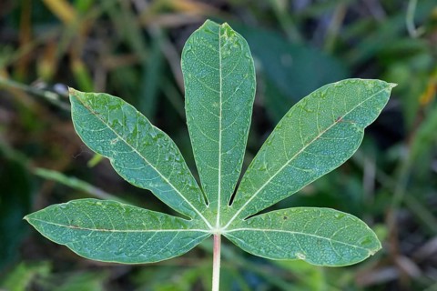 Cassava leaves, Manihot esculenta, Amazonian rainforest, Amazonas state, Brazil, South America