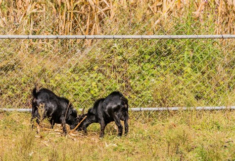 Two adult black goats feeding next to a fence surrounding a field of corn stalks