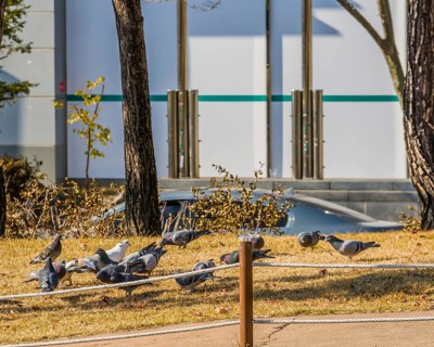 Flock of pigeons on the ground feeding behind a rope fence with a white building and the top of a