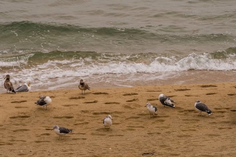 Flock of seagulls gathered on sandy beach next to water's edge