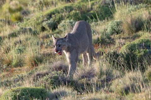 Cougar (Cougar concolor), silver lion, mountain lion, cougar, panther, small cat, Torres del Paine
