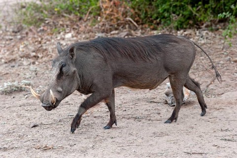 Common warthog (Phacochoerus africanus), mammal, free-living, wild, wild boar, aggressive, danger,