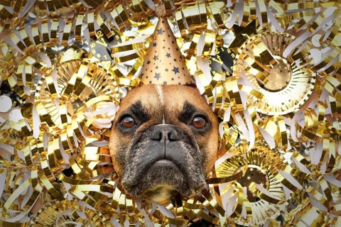 New Year's Eve Silvester party dog. French Bulldog with party hat sticking out head between shiny