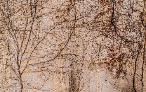 Creeping Ivy vines with small green leaves crawling up the side of a concrete wall