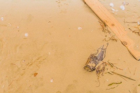 Dead fish laying on beach partially covered with sand next to wooden plank with seashells scattered