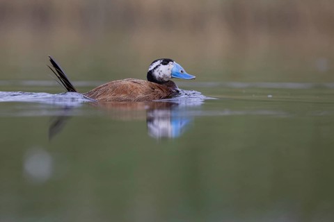 White-headed Duck (Oxyura leucocephala), El Taray wetland, Castilla-La Mancha, Spain, Europe