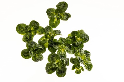 Field salad, studio shots on a white background
