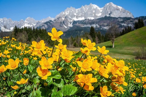 Marsh marigolds (Caltha palustris) in front of mountains, sun, spring, Kaiser Mountains, Tyrol,