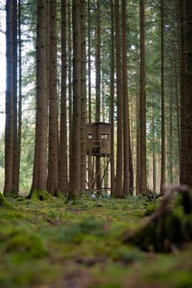 A high seat is hidden between the dense trees of a forest, Unterhaugstett, Black Forest, Germany,