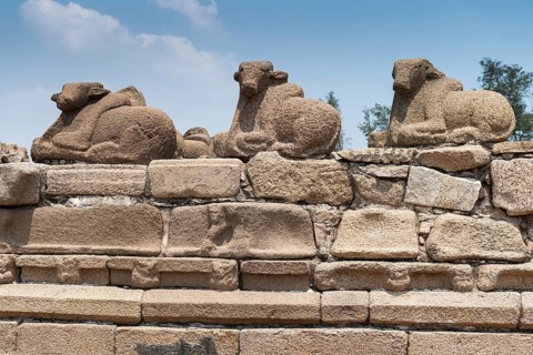 Nandi or Shiva's mount, consecrated Shore temple, UNESCO World Heritage Site, Mahabalipuram or