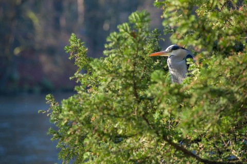 Grey Heron (Ardea cinerea cinerea) or Great Egret stands hidden between the green branches of a
