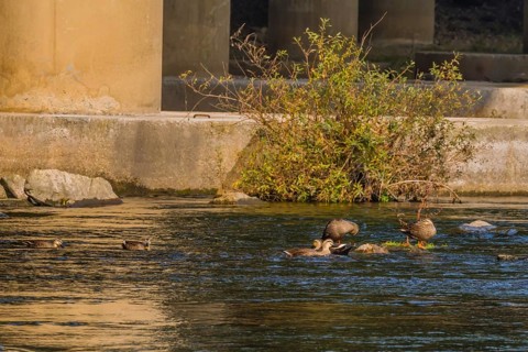 Six spot-billed ducks in shallow water in a flowing river near a bridge pylon with a green shrub in
